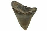 Bargain, Fossil Megalodon Tooth - North Carolina #351153-1
